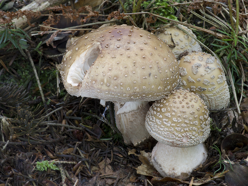 Amanita rubescens